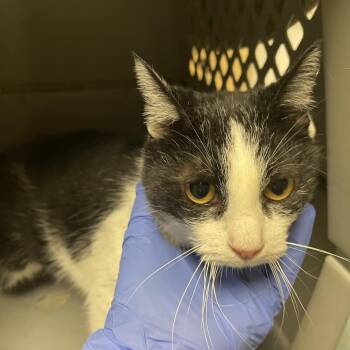 Domestic Short Hair Cats Available for Adoption - Lola | PetCurious