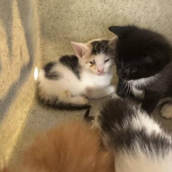 Domestic Short Hair Cats Available for Adoption - Dollop | PetCurious