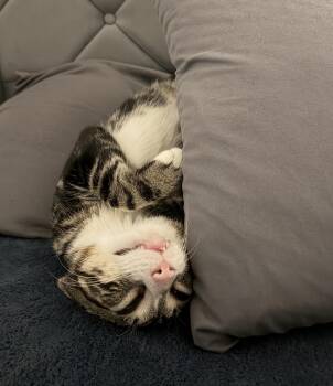 Domestic Short Hair Cats Available for Adoption - Teriyaki | PetCurious