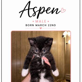 Domestic Short Hair Cats Available for Adoption in North Canton, Ohio - Aspen | PetCurious