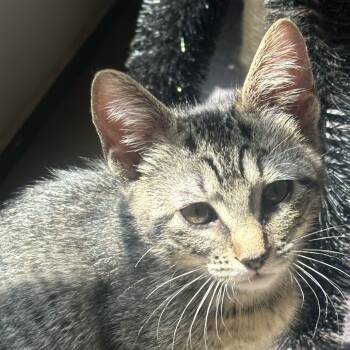 Rescue Domestic Short Hair Cats for Adoption in Austin, Texas - Jasmine AH | PetCurious