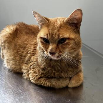 Gatocito -  Domestic Short Hair Cat for Adoption - Gatocito | PetCurious