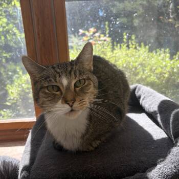 Cosmo -  Domestic Short Hair Cat for Adoption in Peconic, New York - Cosmo | PetCurious