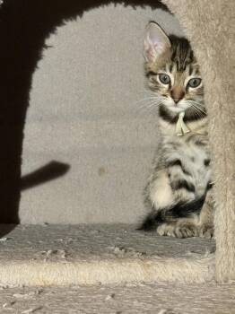 Xhausted -  Domestic Short Hair Cat for Adoption in Virginia Beach, Virginia - Xhausted | PetCurious
