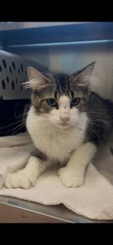 Margey -  Maine Coon Cat for Adoption in Stratham, New Hampshire - Margey | PetCurious