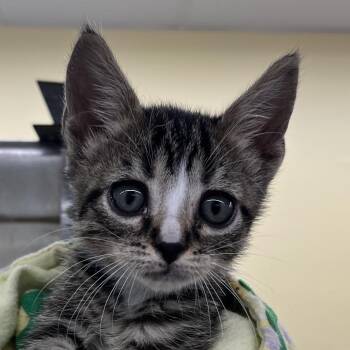 Periwinkle -  Domestic Short Hair Cat for Adoption in West Palm Beach, Florida - Periwinkle | PetCurious