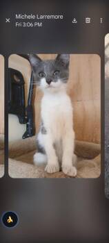 Iggy -  Domestic Short Hair Cat Available for Adoption in Thatcher, Arizona - Iggy | PetCurious