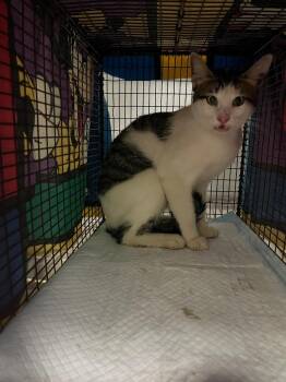 Perez Feral 1 -  Domestic Short Hair Cat for Adoption in New Braunfels, Texas - Perez Feral 1 | PetCurious