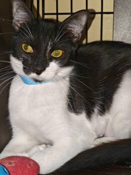 Domestic Short Hair Cats Available for Adoption in Phoenix, Arizona - Tiffany | PetCurious