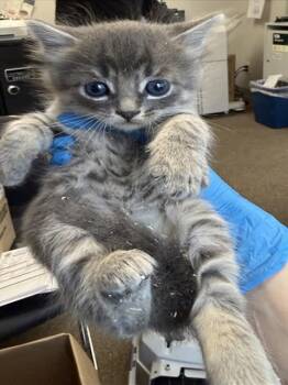 *ASHER -  Domestic Short Hair Cat Available for Adoption in Woodland, California - *ASHER | PetCurious