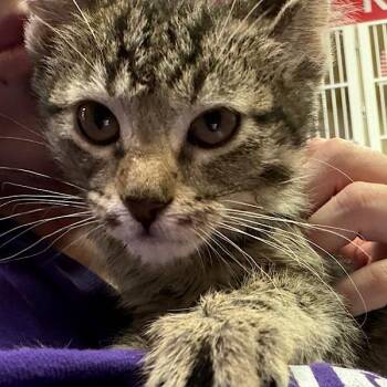 Quinn -  Domestic Short Hair Cat for Adoption in Des Moines, Iowa - Quinn | PetCurious
