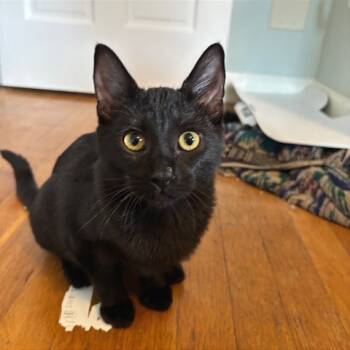 Rescue Domestic Short Hair Cats for Adoption in Gibsonia, Pennsylvania - Colombia | PetCurious