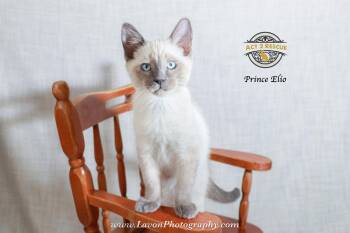 Siamese Cats Available for Adoption in Riverside, California - Prince Elio | PetCurious