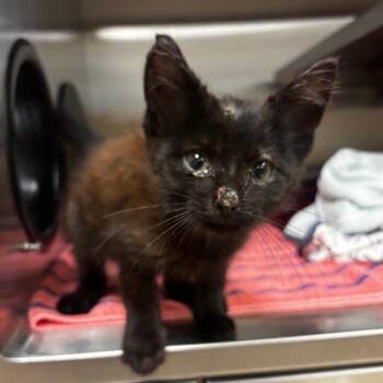 Onix -  Domestic Short Hair Cat for Adoption in Bristol, Indiana - Onix | PetCurious