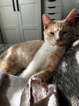 Cinnamon -  Domestic Short Hair Cat for Adoption in Millcreek, Utah - Cinnamon | PetCurious
