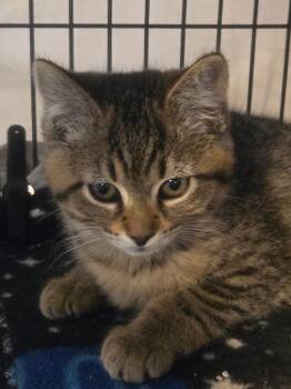 Ivy -  Domestic Short Hair Cat for Adoption in Shelton, Washington - Ivy | PetCurious