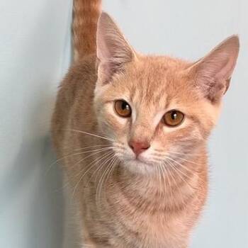 Clark -  Domestic Short Hair Cat for Adoption in Mount Pleasant, South Carolina - Clark | PetCurious