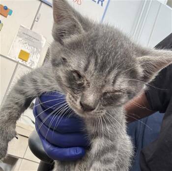 Domestic Short Hair Cats Available for Adoption in Dallas, Texas - FIONA | PetCurious