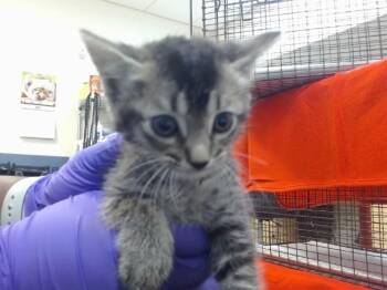Domestic Short Hair Cats Available for Adoption in Doral, Florida - KYRO | PetCurious