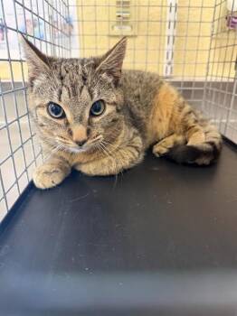 Domestic Short Hair Cats Available for Adoption in Fort Myers, Florida - VEDA | PetCurious