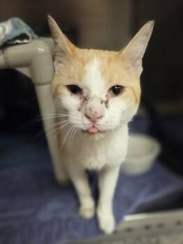 Gorgonzola -  Domestic Short Hair Cat for Adoption in Westland, Michigan - Gorgonzola | PetCurious