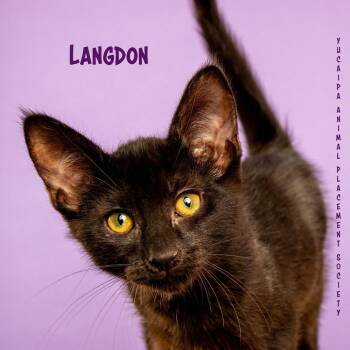 Langdon - The Pitt 4 -  Domestic Short Hair Cat for Adoption in Yucaipa, California - Langdon - The Pitt 4 | PetCurious