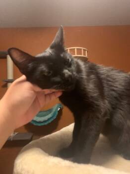 Rescue Bombay and Domestic Short Hair Cats for Adoption in San Antonio, Texas - Miss Deborah Lovingsworth | PetCurious