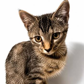 Brown Butter -  Domestic Short Hair Cat for Adoption in Cumming, Georgia - Brown Butter | PetCurious