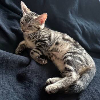 Rescue Domestic Short Hair Cats for Adoption in Long Beach, California - Maid Marian_4 | PetCurious