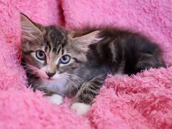 Bo Peep -  Domestic Long Hair and Maine Coon Cat for Adoption in St. Augustine, Florida - Bo Peep | PetCurious