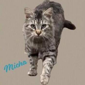 Micha #trusting-&-loving -  Maine Coon and Domestic Medium Hair Cat for Adoption in Houston, Texas - Micha #trusting-&-loving | PetCurious