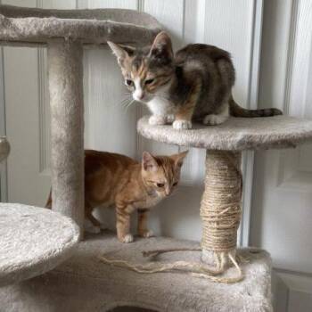 Kiwi -  Domestic Short Hair Cat for Adoption in Tampa, Florida - Kiwi | PetCurious