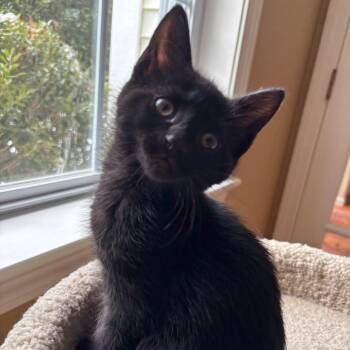 Domestic Short Hair Cats Available for Adoption - Cami | PetCurious