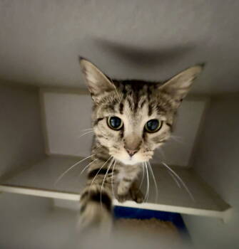 Rescue Tabby Cats for Adoption in Crossville, Tennessee - IZZY | PetCurious