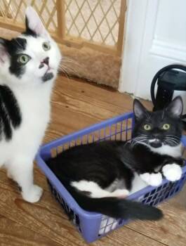 Domestic Short Hair Cats Available for Adoption - Fifi | PetCurious