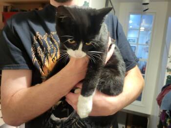 Butler -  Tuxedo Cat for Adoption in Windom, Minnesota - Butler | PetCurious