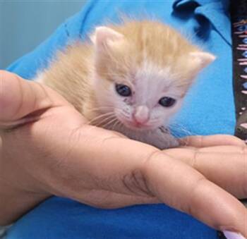 Domestic Short Hair Cats Available for Adoption - A651410 | PetCurious