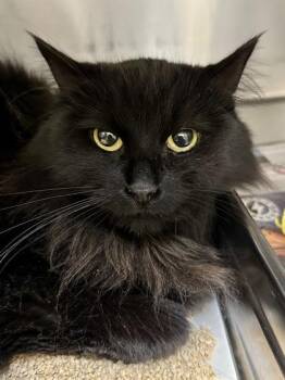 Lotus -  Domestic Medium Hair Cat for Adoption in Wichita, Kansas - Lotus | PetCurious