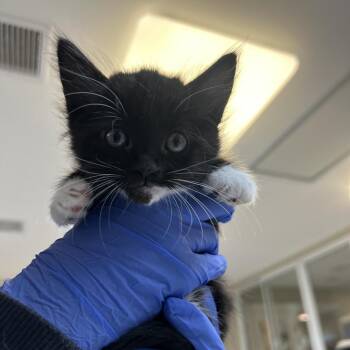 Domestic Long Hair Cats Available for Adoption in Ojai, California - Milky Way | PetCurious