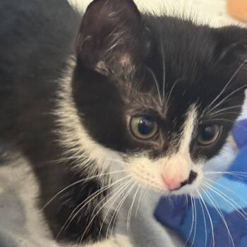 Twix -  Domestic Short Hair Cat for Adoption in Los Angeles, California - Twix | PetCurious