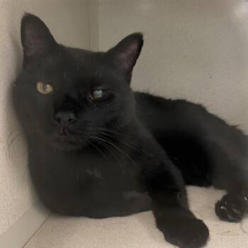 Domestic Short Hair Cats Available for Adoption in Hudson, New York - Halo | PetCurious