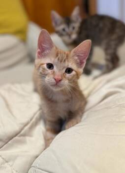 Gus -  Domestic Short Hair Cat for Adoption in Salt Lake City, Utah - Gus | PetCurious