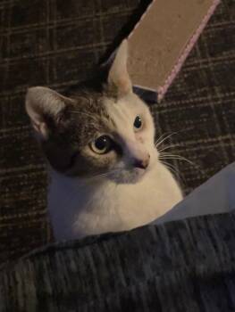 Rescue Domestic Short Hair Cats for Adoption in Sunrise, Florida - Cleo | PetCurious