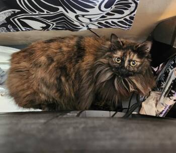 Norwegian Forest Cat and Manx Cats Available for Adoption in Hendersonville, Tennessee - Freya - Friendly & Loving | PetCurious