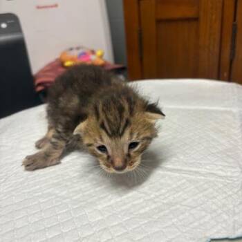 Cheezer -  Domestic Short Hair Cat for Adoption in Cincinnati, Ohio - Cheezer | PetCurious