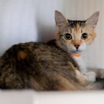 Sunny -  Domestic Medium Hair Cat for Adoption in Wilmington, Delaware - Sunny | PetCurious