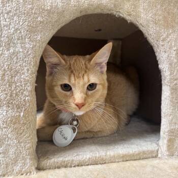 Calvina -  Domestic Short Hair Cat for Adoption in Huntsville, Alabama - Calvina | PetCurious