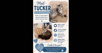 Tucker -  Domestic Short Hair Cat for Adoption in Ruskin, Florida - Tucker | PetCurious