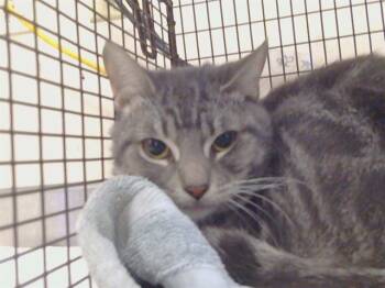 Domestic Short Hair Cats Available for Adoption - MR MITTENS | PetCurious