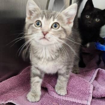 Star Fish -  Domestic Short Hair Cat for Adoption in Walker, Michigan - Star Fish | PetCurious